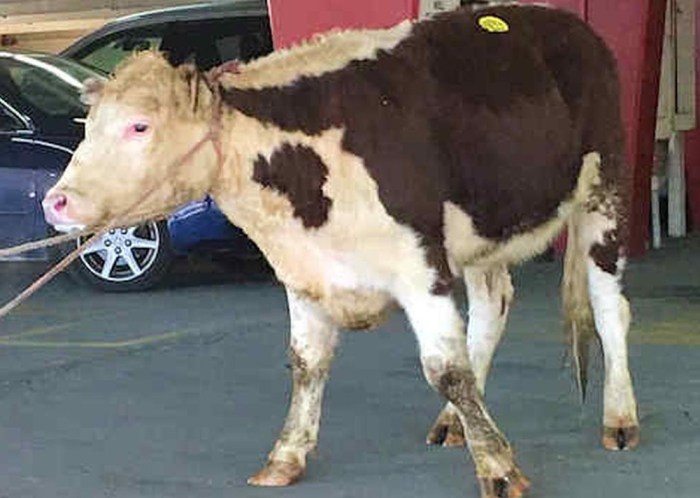 cow